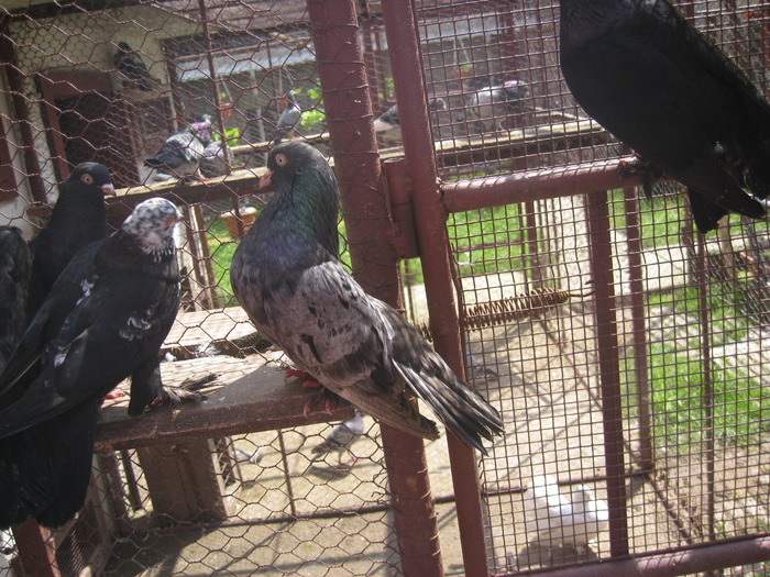 IMG_5084 - Covaci Marian