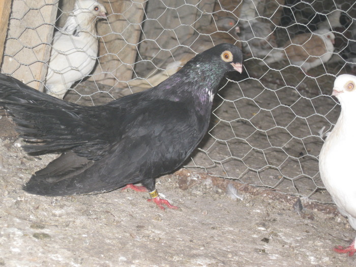 IMG_5124 - Covaci Marian
