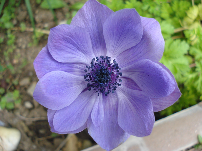 Poppy Anemone Mr. Fokker (2010, May29)