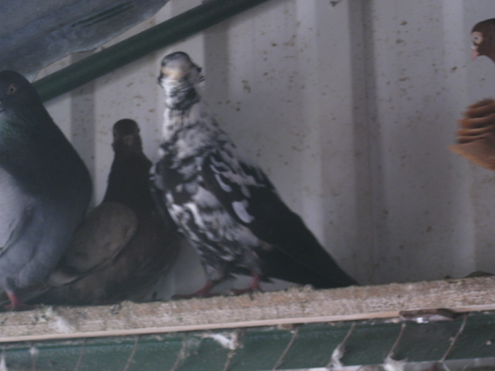 IMG_5209 - Covaci Marian