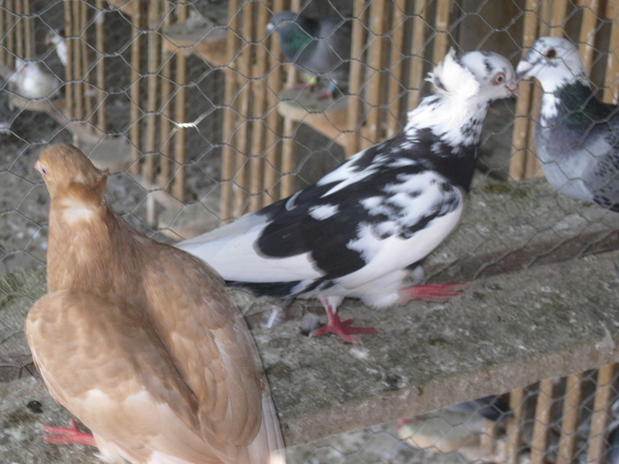 IMG_5210 - Covaci Marian