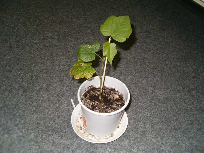 Abutilon megapotamicum