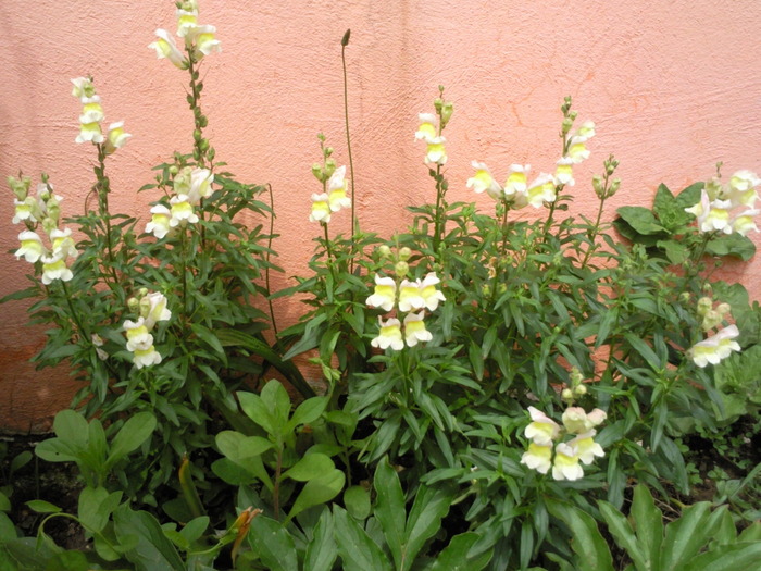 gura leului luna mai 2010 - Plantele mele de terasa si exterior