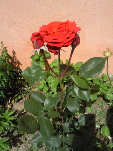 trandafir luna mai 2010 - Plantele mele de terasa si exterior