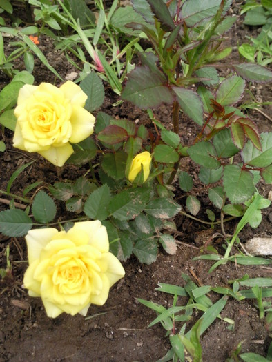 trandafir pitic luna mai 2010 - Plantele mele de terasa si exterior