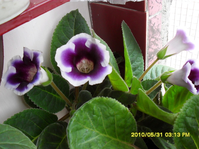 Flori-31 - Flori 2010