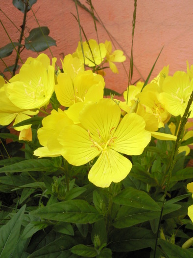 Oenothera fructicosa , mai 2010 - Plantele mele de terasa si exterior