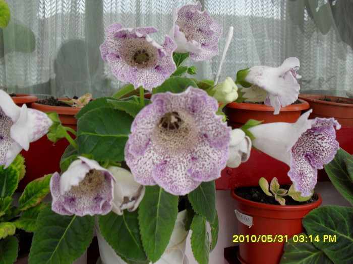 Flori-31 - Flori 2010
