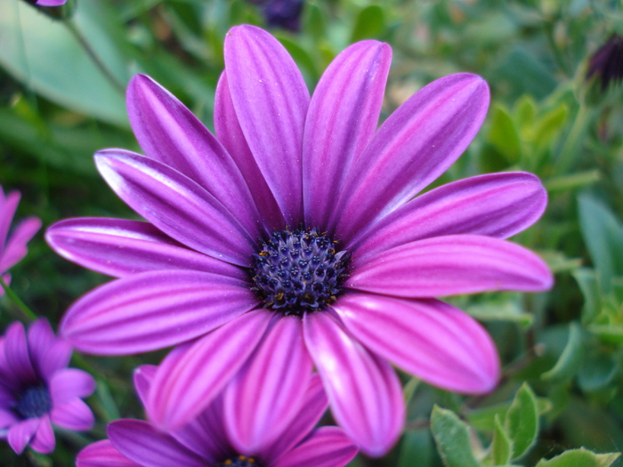 African Daisy Astra Violet (2010, May 28)