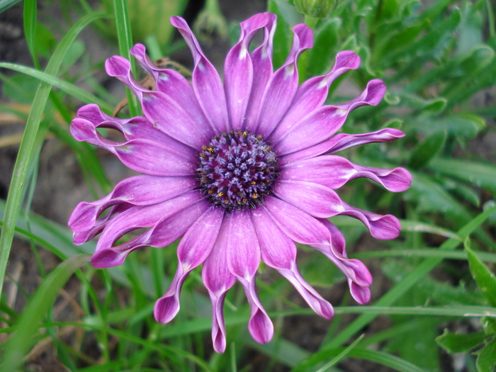 Daisy Nasinga Purple (2010, May 12) - Osteo Nasinga Purple