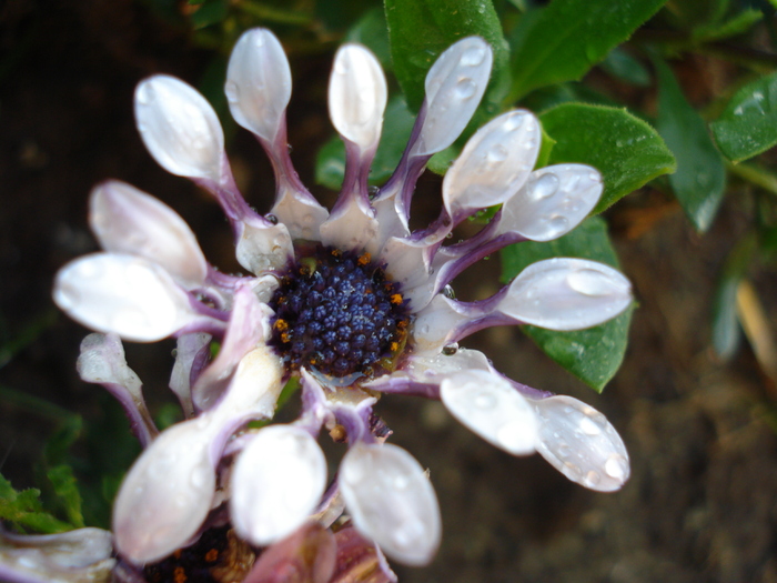 Daisy Nasinga White (2010, May 24) - Osteo Nasinga White