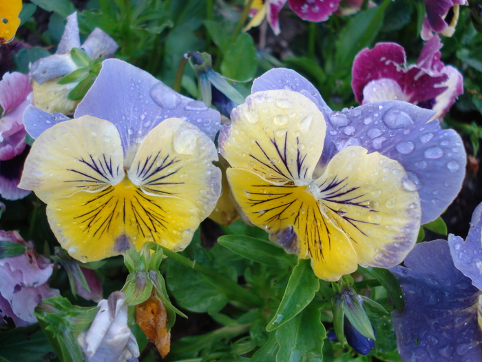 Matrix Morpheus pansy, 21may2010 - Matrix Morpheus pansy