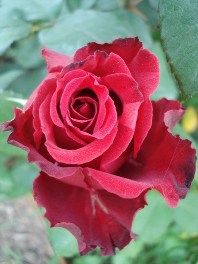 Rose Dame de Coeur (2010, May 28) - Rose Dame de Coeur