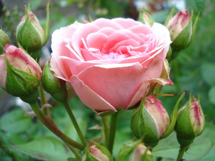 Rose Pleasure (2010, May 29) - Rose Pleasure