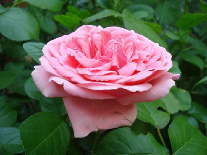 Rose Pleasure (2010, May 29) - Rose Pleasure