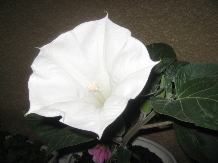 31.05.2010 - datura