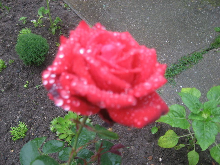 IMG_0156 - trandafiri