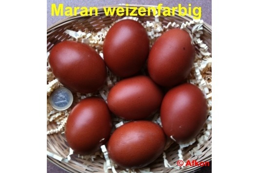 Oua marans Oua marans