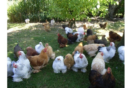 brahma de mai multe culori