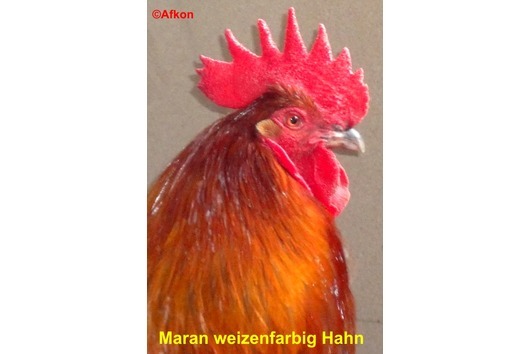 maran cocos