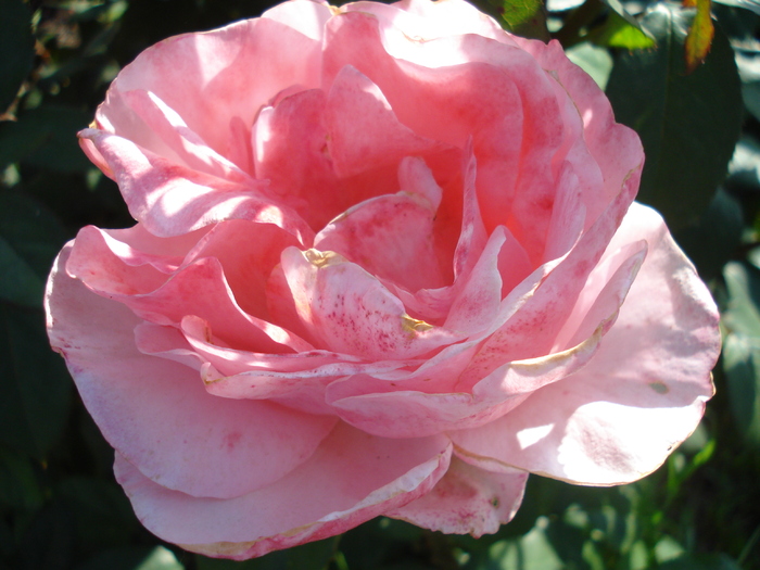 Rose Royal Highness (2010, May 28)