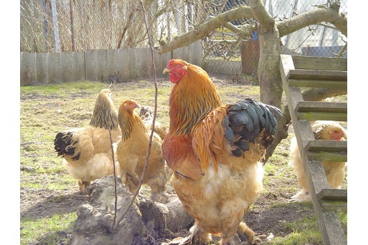 brahma