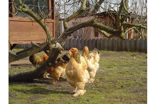 brahma