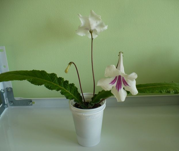 31 mai - Streptosi 2010