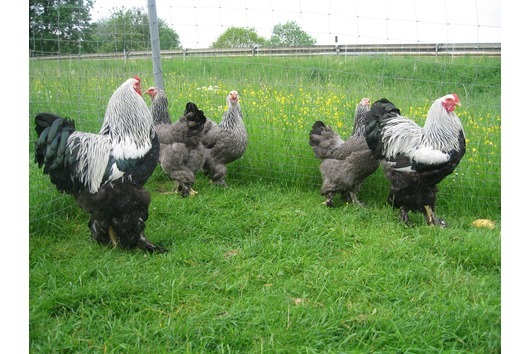 brahma