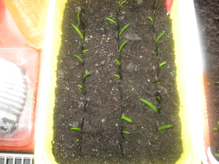 31.05.2010 - amarilis - seminte