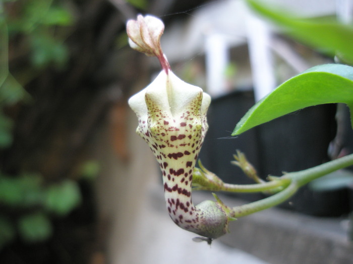 Ceropegia disticta - floare 31.05 - Ceropegia