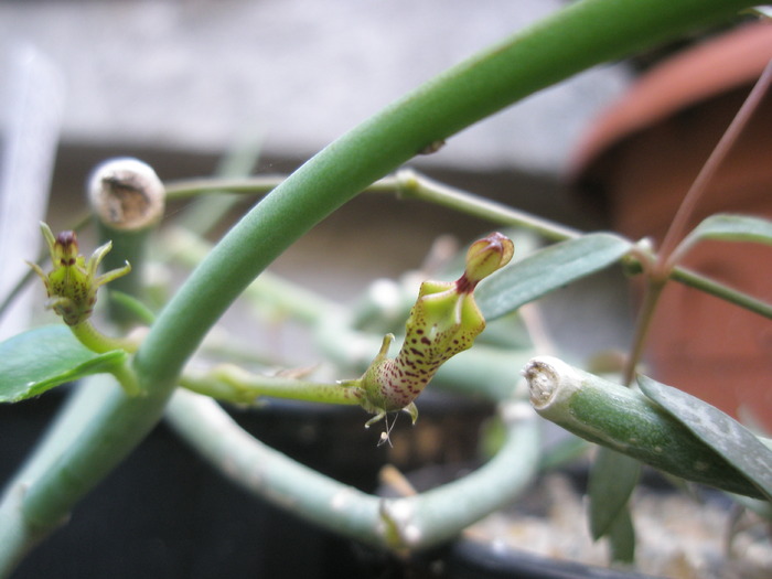 Ceropegia distincta - boboci