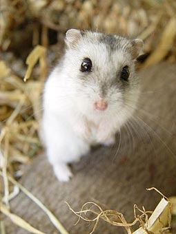 hamster