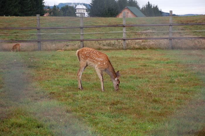 DSC_0911