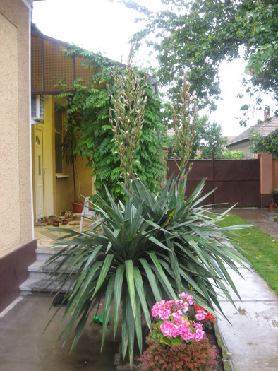 yucca de gradina - plante de gradina si terasa 2010