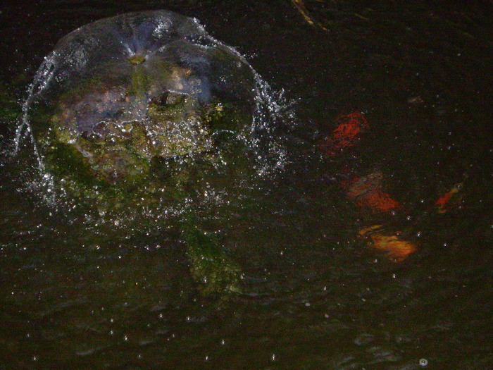 P8160216 - lacul si cascada