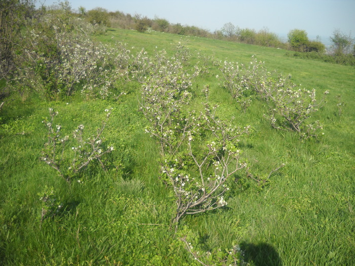 DSCN1902