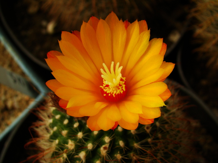 DSC04880 - cactusi