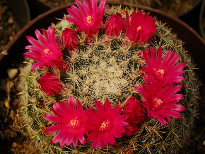 DSC04883 - cactusi