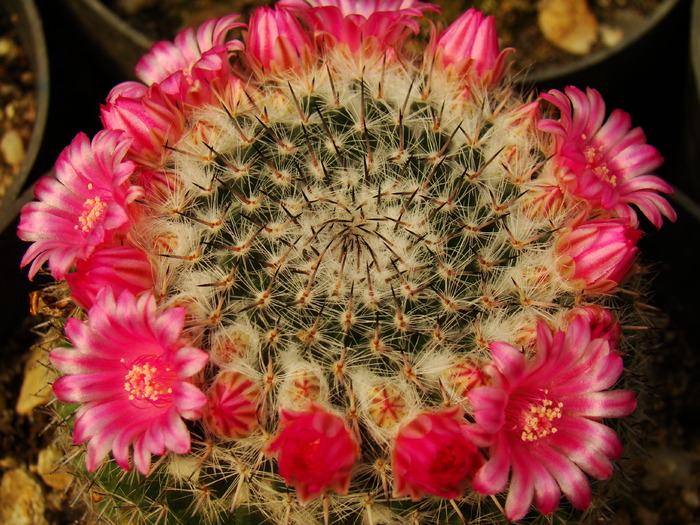 DSC04884 - cactusi