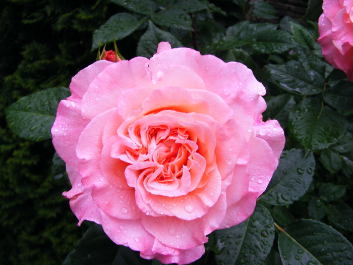 AUGUSTA_LOUISE_29_MAI_2010 001 (2)