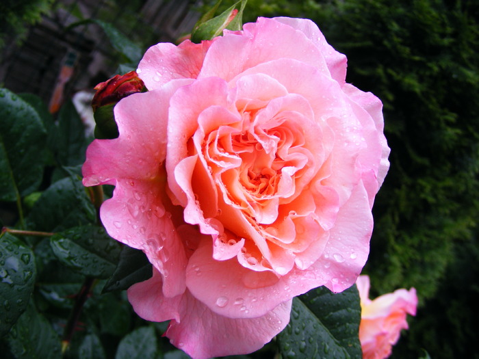 AUGUSTA_LOUISE_29_MAI_2010 001 (3) - TRANDAFIRI 2010