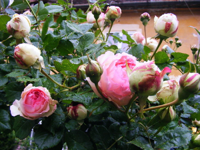 EDEN_ROSE_29_MAI_2010 001 (18)