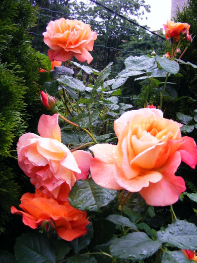 TRANDAFIR_PORTOCALIU