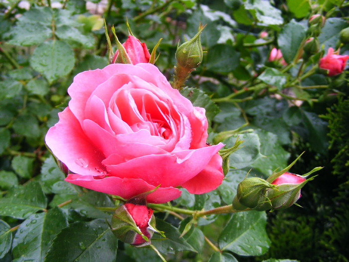 TRANDAFIR_ROZ__29_MAI_2010 001 (9)