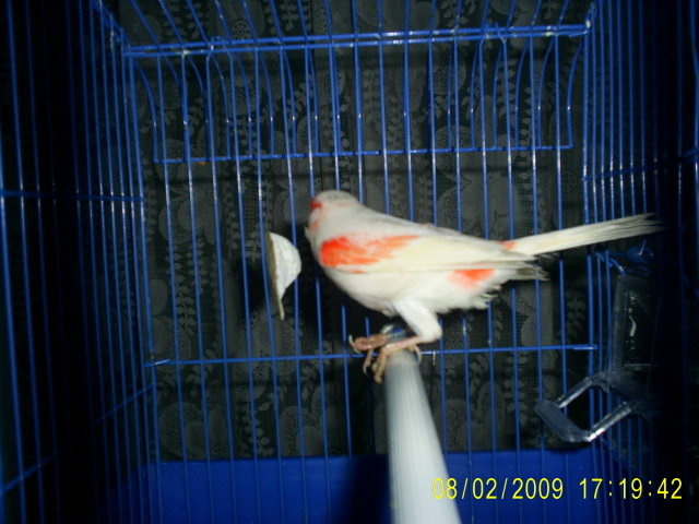 S4020200 - canari 2009