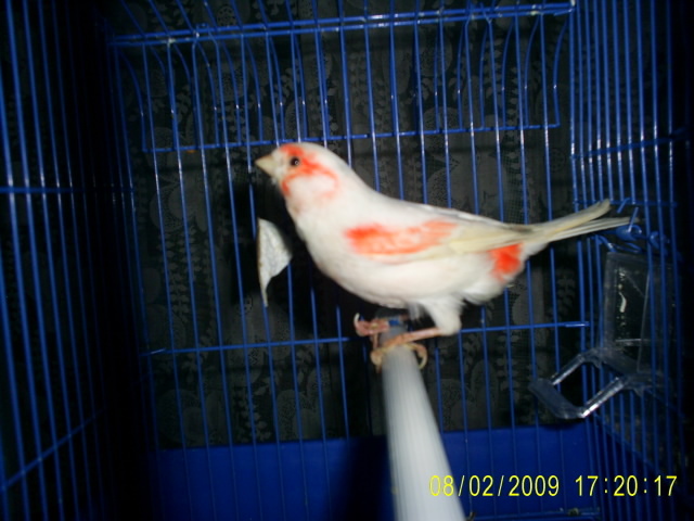 S4020204 - canari 2009