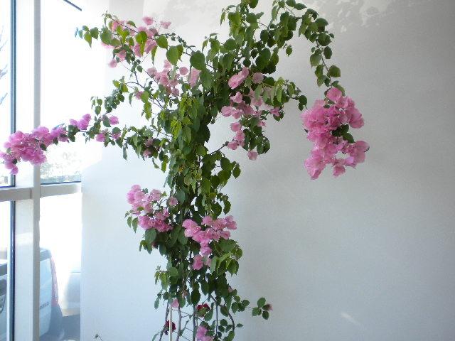 BOUGAINVILLEA