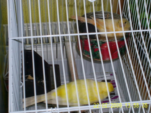 S4020222 - UNII DINTRE CANARII MATURI 2009