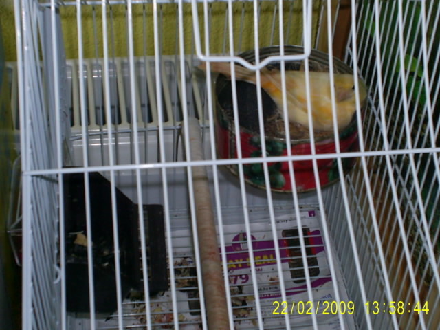 S4020223 - UNII DINTRE CANARII MATURI 2009